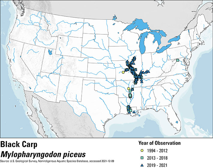 Map of the United States depicting black carp occurence from 1994 to 2021. Observations are shown in three groups of time with a yellow circle for 1994-2012, a green square for 2013-2018 and a blue triangle for 2019-2021. The majority of occurrences across the entire range of time are in the Mississippi River Basin in the central U.S.