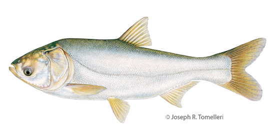 Illustration of a silver carp. © Joseph R. Tomelleri