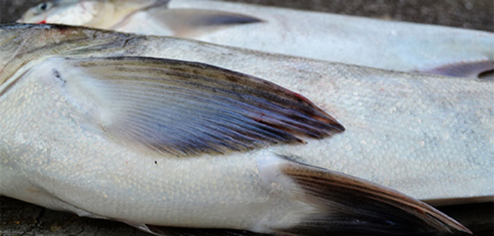 Ventral view of Asian carp. Photo by ACRCC.