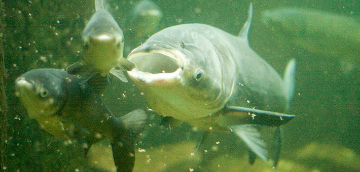 Underwater picture of Asian carp courtesy of Kate Gardiner/Creative Commons.
