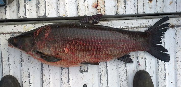 Black carp captured in Kentucky. Photo courtesy of Kentucky Department of Fish and Wildlife Resources.