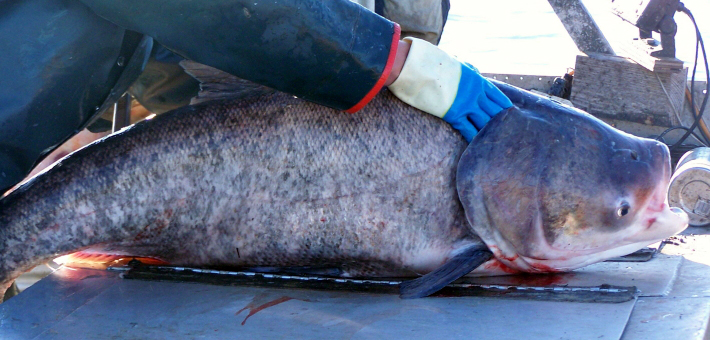 A bighead carp in a boat being held in place by a commerical angler.