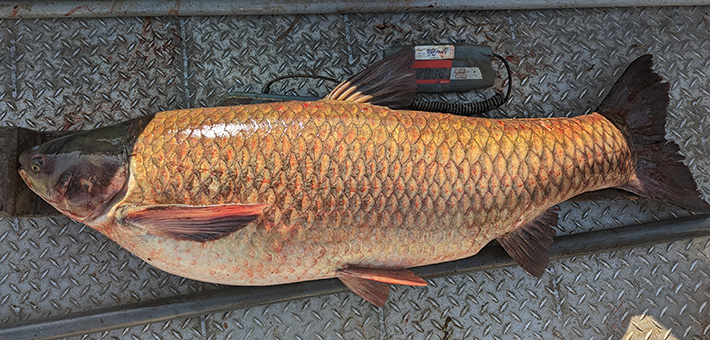 A 44 pound (22 kilogram) grass carp is weighed on a boat during the monitoring event