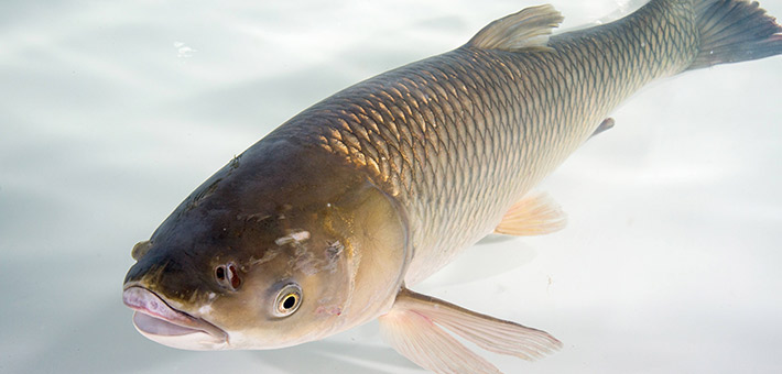 An adult grass carp in water in front of a white background.