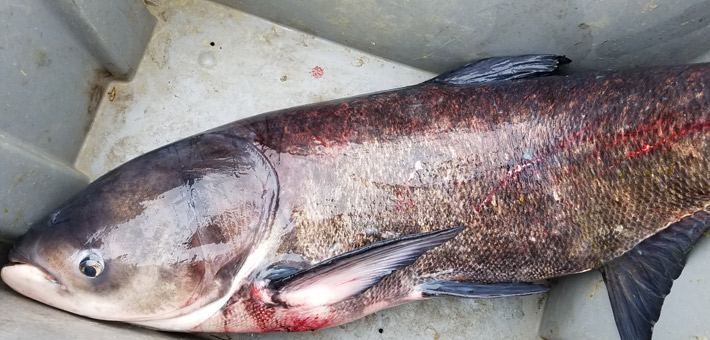 Bighead carp. Photo courtesy of Minnesota DNR.