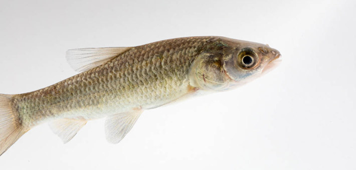 Small fish on white background.