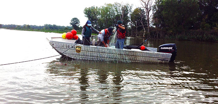 Grass carp sampling in Sandusky River the week of August 28, 2017. Photo courtesy of Ohio Department of Natural Resources.