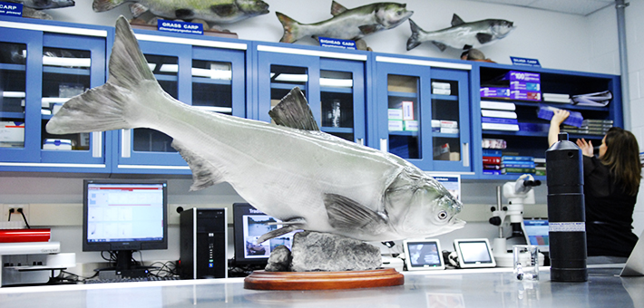 A view of a taxidermy Asian carp displyed inside the new lab. Photo by Fisheries and Oceans Canada.