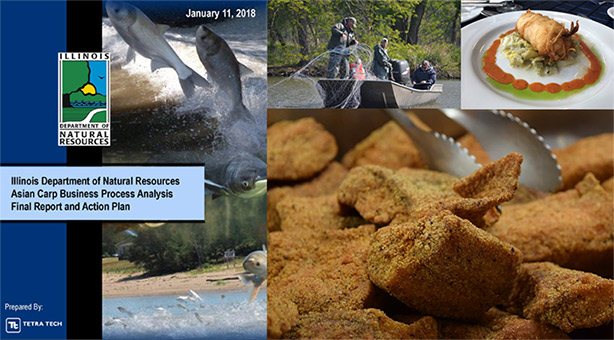 Photo collage including the cover of the Asian Carp Business Process Analysis and Action Plan featuring jumping silver carp and prepared fish meals. Courtesy of Illinois Department of Natural Resources.