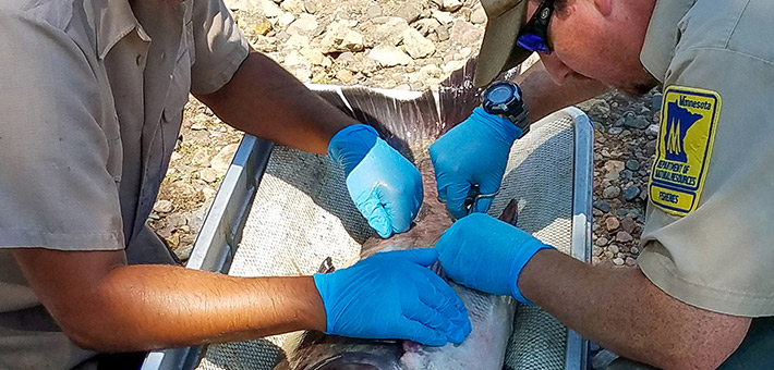 Minnesota DNR specialists implant a tag in a bighead carp. Photo courtesy of MN DNR.