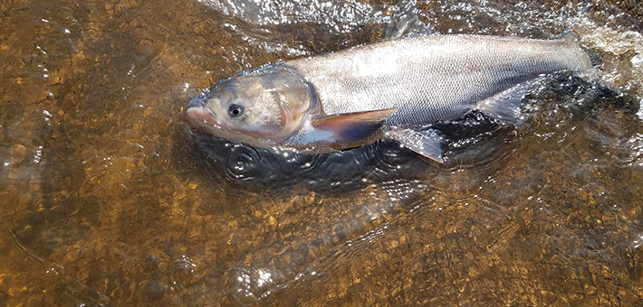 Silver carp captured on the St. Croix River by a commercial angler. Image courtesy of Minnesota Department of Natural Resources.