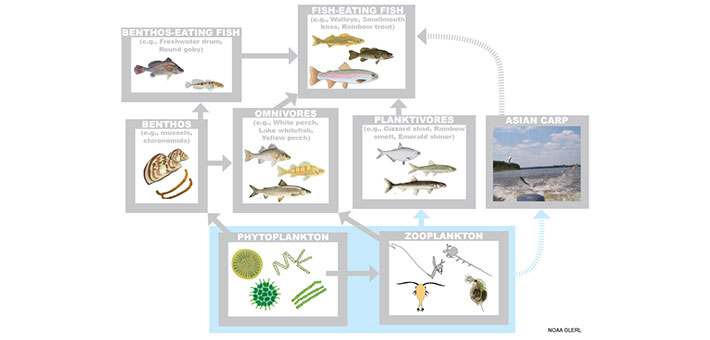 A depiction of a simplified Lake Erie food web showing the potential impacts of Asian carp. Graphic provided by NOAA GLERL.