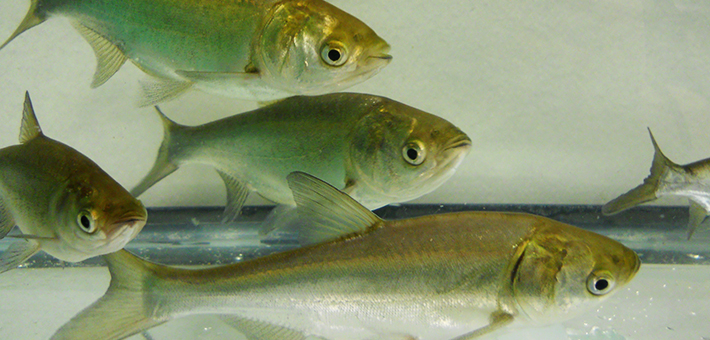 Silver carp. Photo courtesy of USGS.