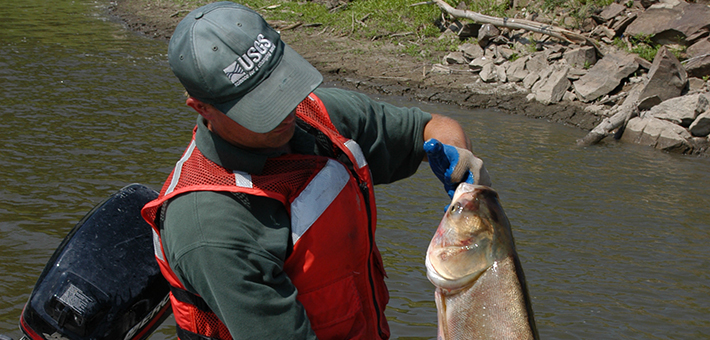 USGS manage holds an invasive carp.