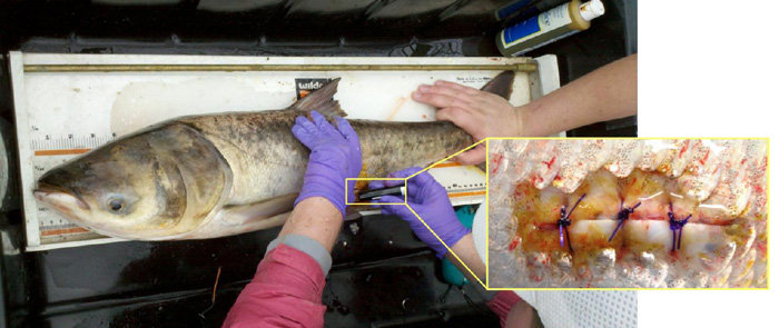 Surgical implantation of a Vemco 16-4L acoustic transmitter into a bighead carp. Magnified area depicts the surgical area post-suturing. Photo courtesy of Purdue University.