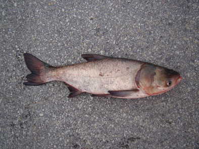 Bighead carp. USFWS photo.
