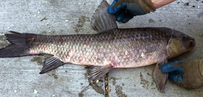 Black carp found at river mile 137 of Illinois River in April of 2017. Photo courtesy of Aaron Roberts.