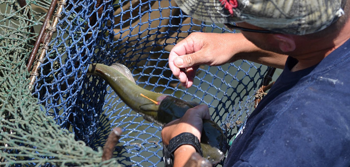 A tagged fish caught in a net during the Lake Calumet Rapid Response. Photo by IL DNR.