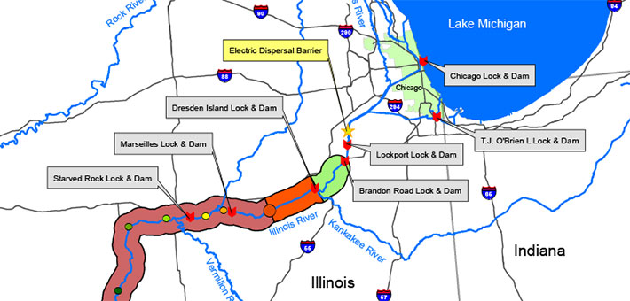 Map depicting the location of carp in the Illinois Waterway. Map courtesy of USFWS.