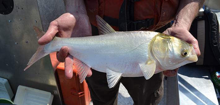 A white colored fish held in hands.