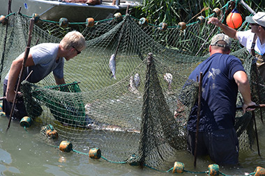 No Asian Carp Found in Lake Calumet| AsianCarp.us