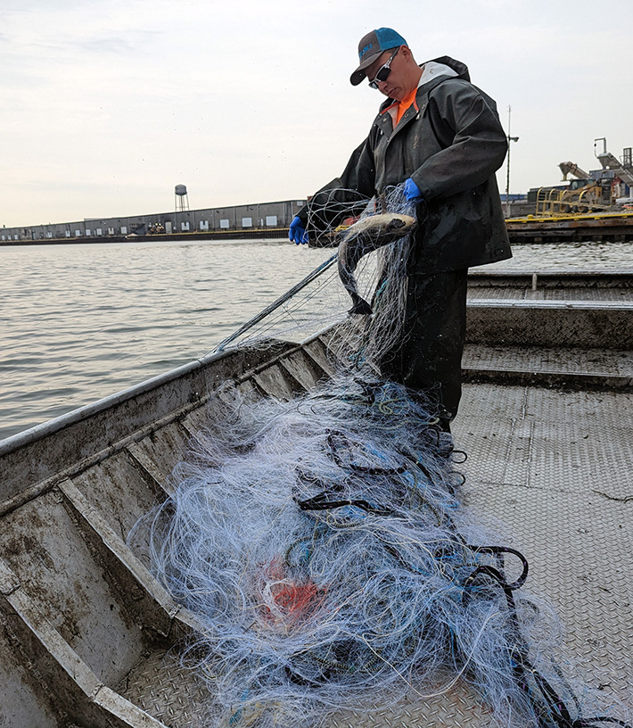 A contracted fisher in a boat pulls a smallmouth buffalo fish from the river using gill nets
