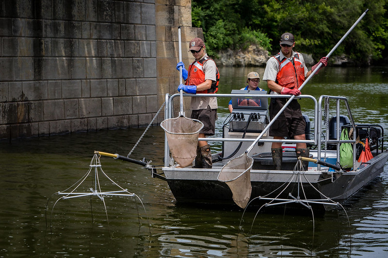 Two people hold nets over the sides of a flat bottom boat with electrodes attached to the front.